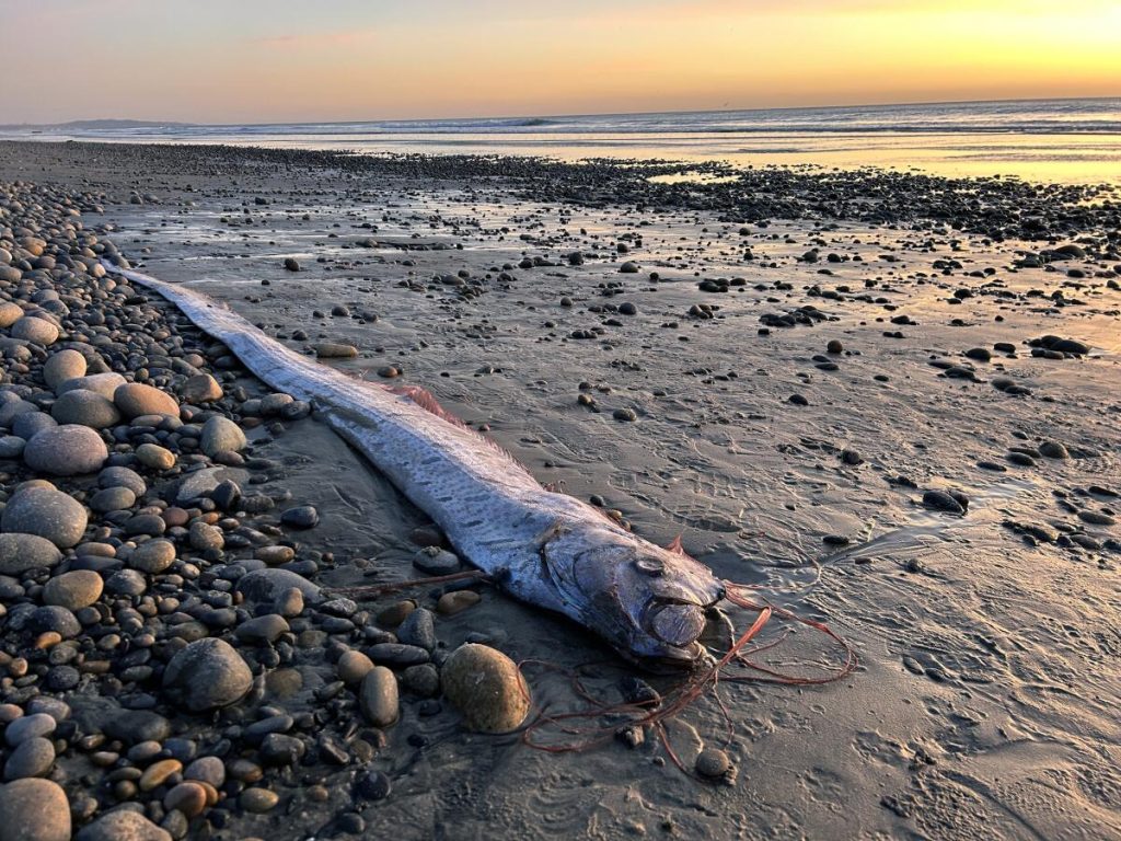 The Mystery of the Southern California Doomsday Fish: Expl0ring Legends and Realities