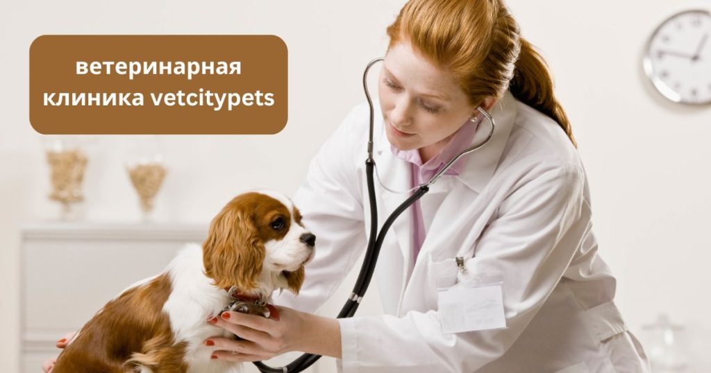 ветеринарная клиника vetcitypets Taking Care of Your Pet Health ветеринарная клиника vetcitypets Taking Care of Your Pet Health